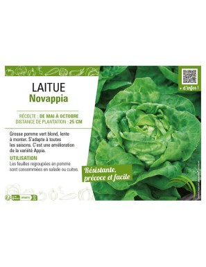 LAITUE NOVAPPIA