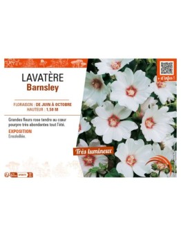 LAVATERA BARNSLEY