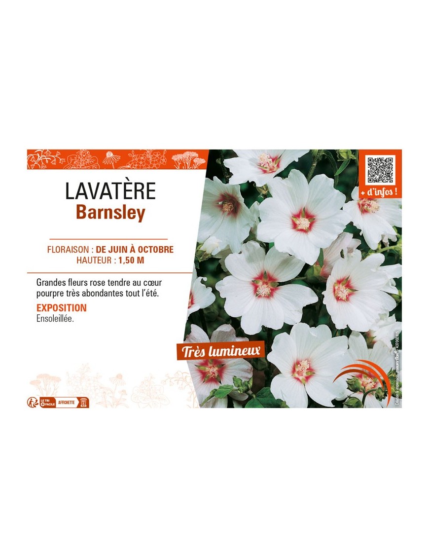 LAVATERA BARNSLEY