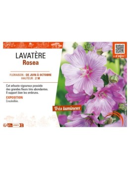 LAVATERA ROSEA