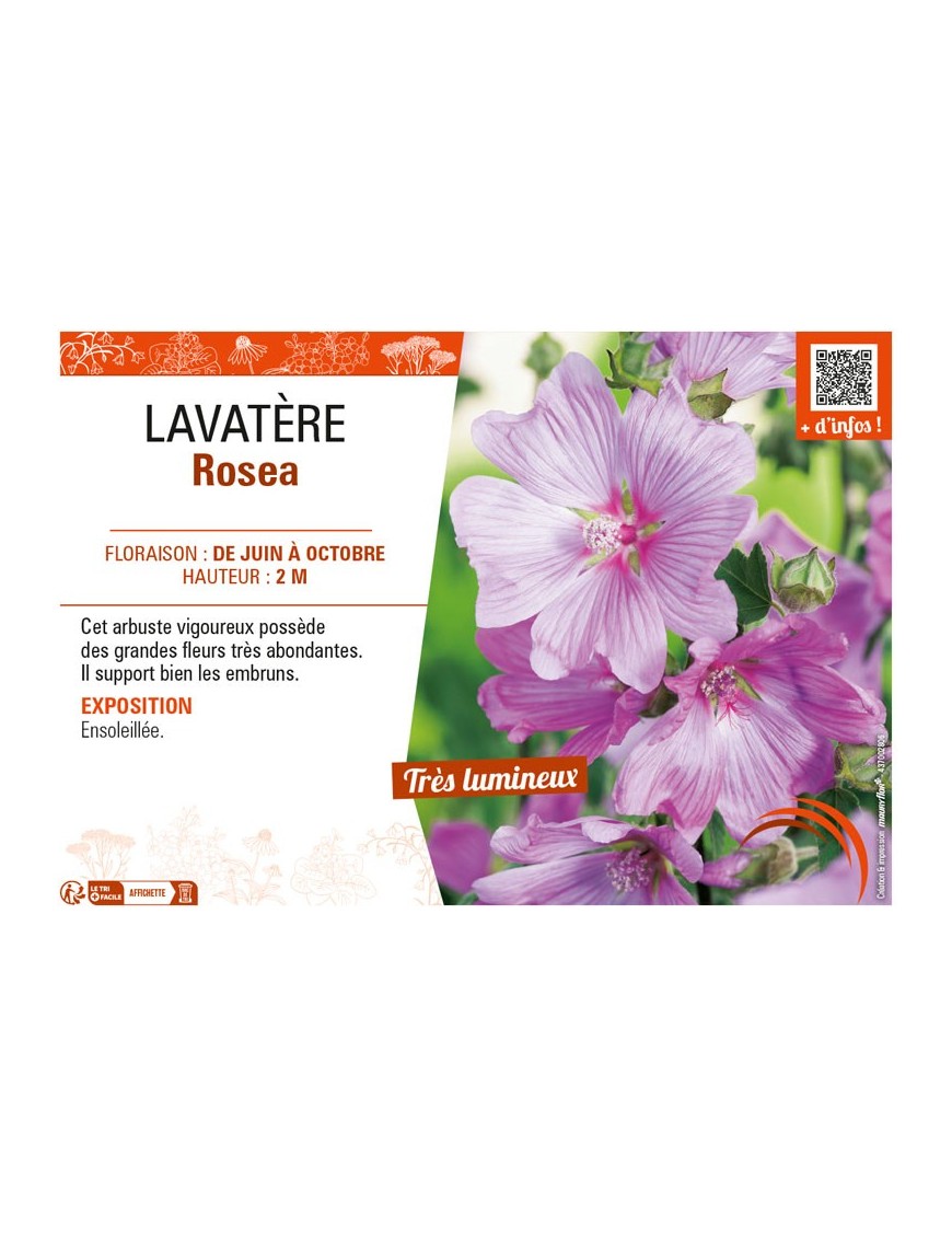 LAVATERA ROSEA