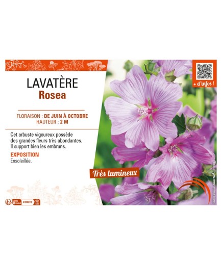 LAVATERA ROSEA