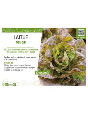 LAITUE ROUGE