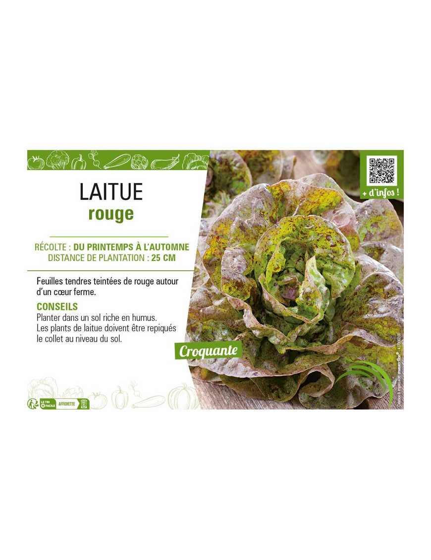 LAITUE ROUGE