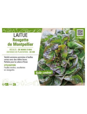 LAITUE ROUGETTE DE MONTPELLIER