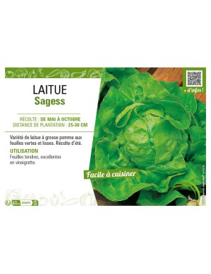 LAITUE SAGESS