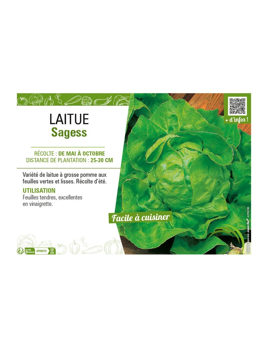 LAITUE SAGESS