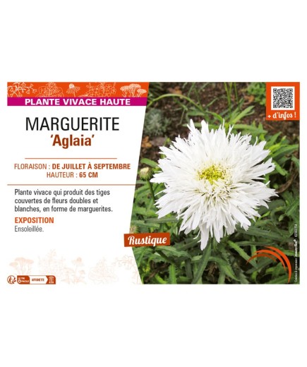 LEUCANTHEMUM maximum Aglaia voir MARGUERITE