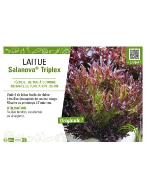 LAITUE SALANOVA® (FRISELLA) TRIPLEX