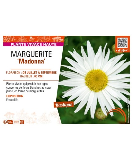 LEUCANTHEMUM maximum Madonna voir MARGUERITE