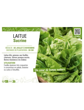 LAITUE SUCRINE