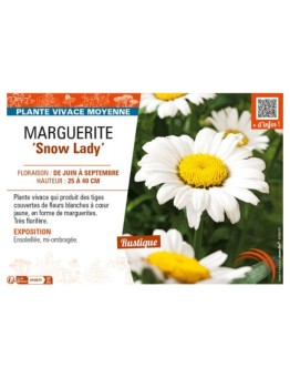 LEUCANTHEMUM x maximum Snow Lady voir MARGUERITE