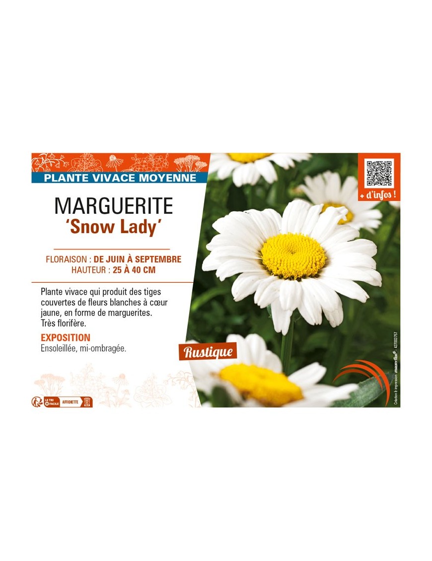LEUCANTHEMUM x maximum Snow Lady voir MARGUERITE
