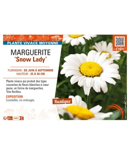 LEUCANTHEMUM x maximum Snow Lady voir MARGUERITE