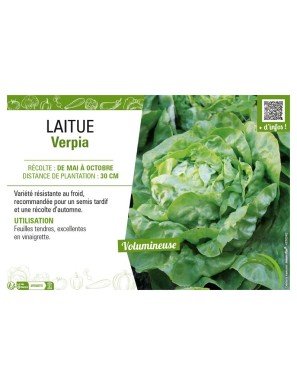 LAITUE VERPIA