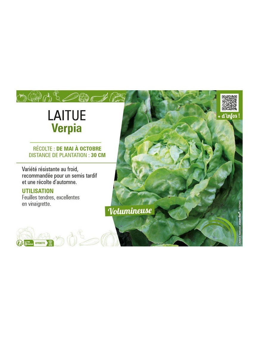 LAITUE VERPIA