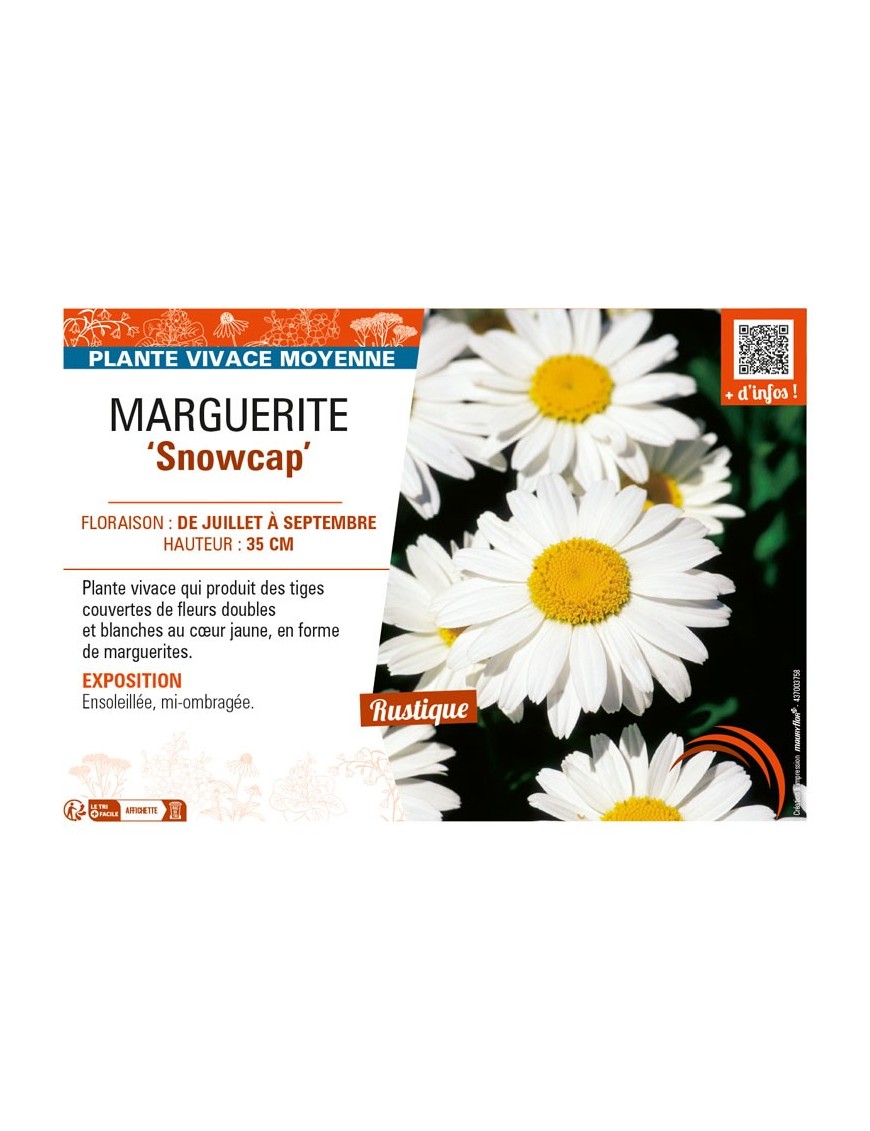 LEUCANTHEMUM x superbum Snowcap voir MARGUERITE