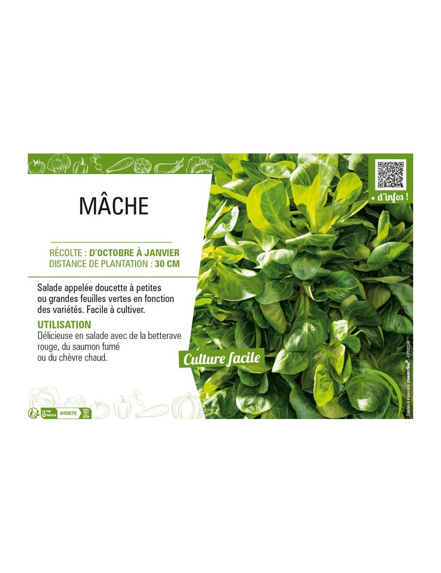 MÂCHE