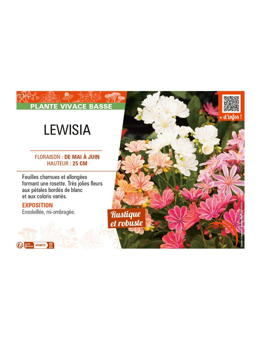 LEWISIA