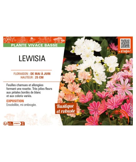 LEWISIA
