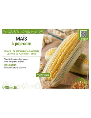 MAÏS À POP CORN