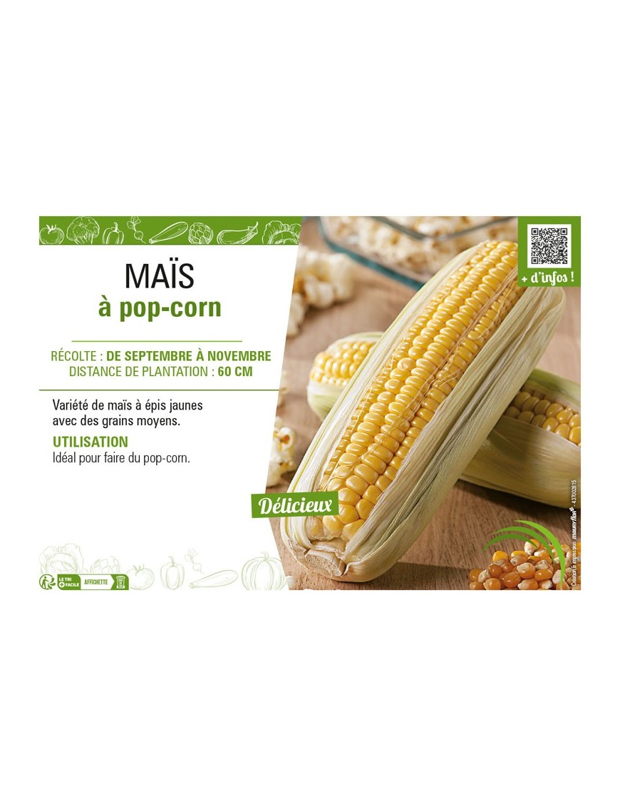 MAÏS À POP CORN