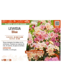 LEWISIA ELISE