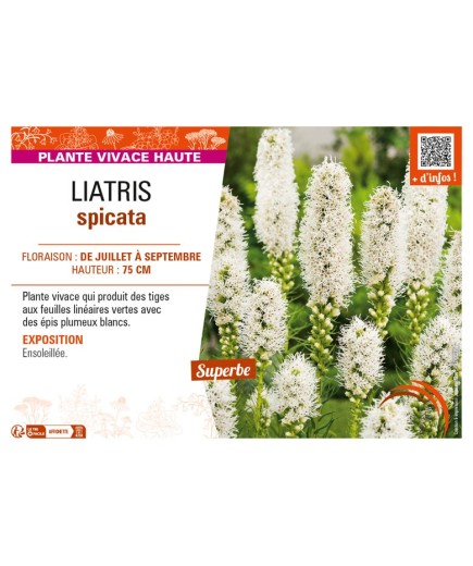 LIATRIS spicata (blanc)