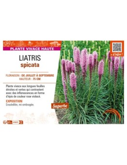 LIATRIS spicata (rose)