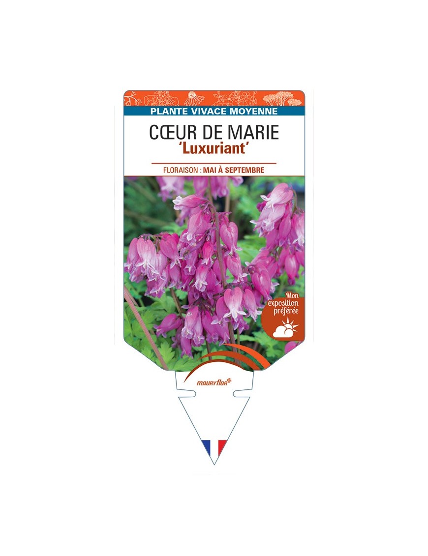 DICENTRA formosa Luxuriant voir  Cœur de Marie