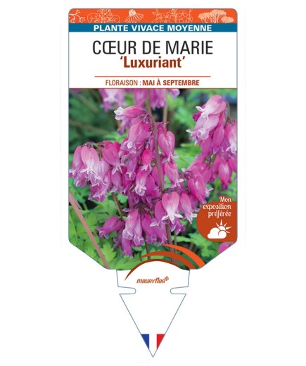 DICENTRA formosa Luxuriant voir  Cœur de Marie