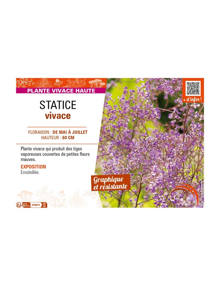 LIMONIUM latifolium voir STATICE vivace