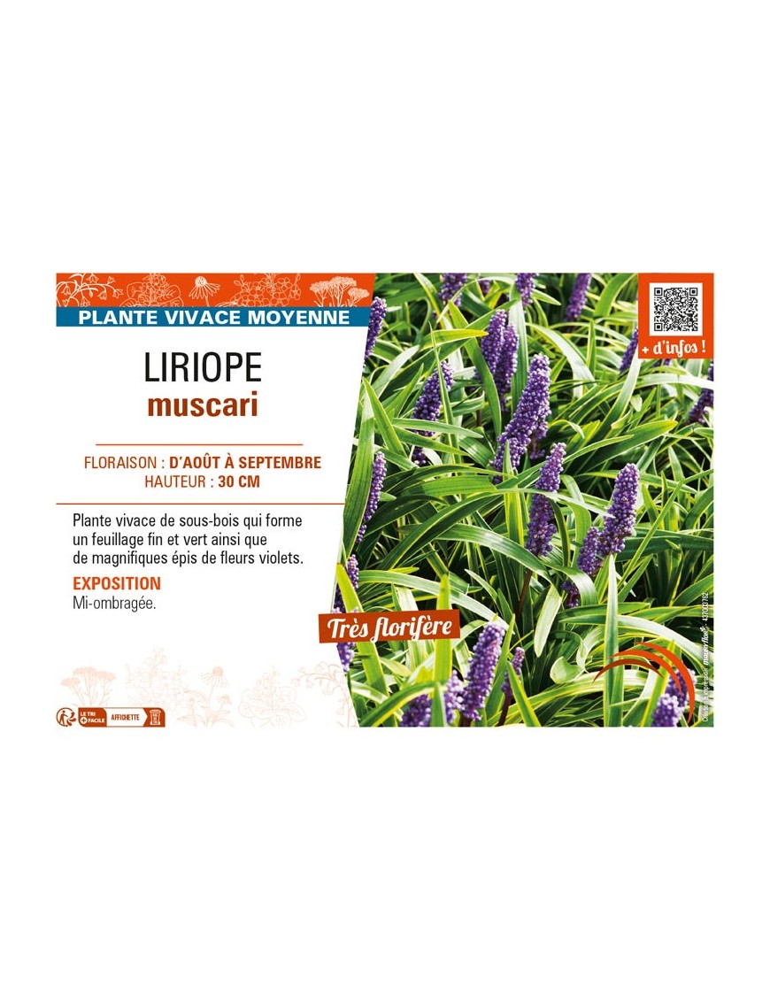 LIRIOPE muscari
