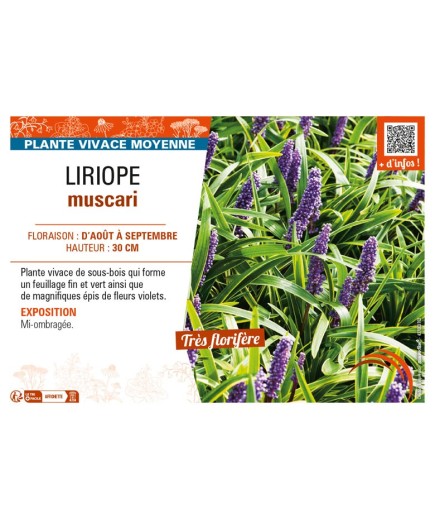 LIRIOPE muscari