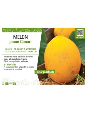 MELON JAUNE CANARI