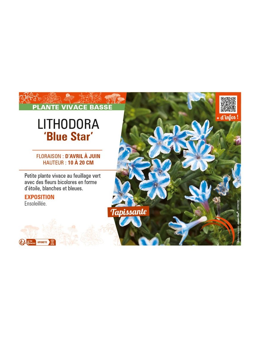 LITHODORA (diffusa) Star