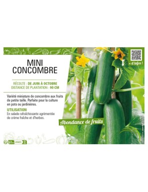 MINI CONCOMBRE