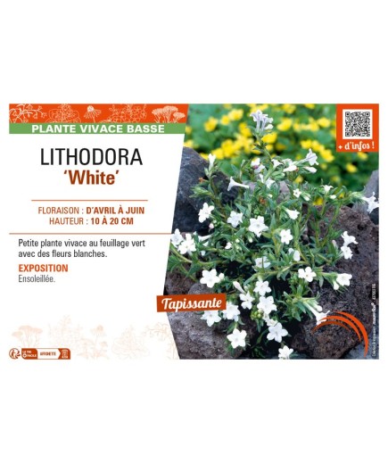LITHODORA (diffusa) White