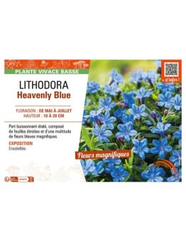 LITHODORA Heavenly Blue