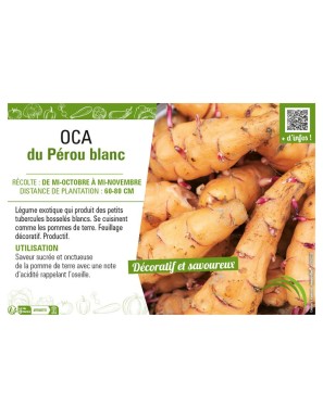 OCA DU PEROU BLANC