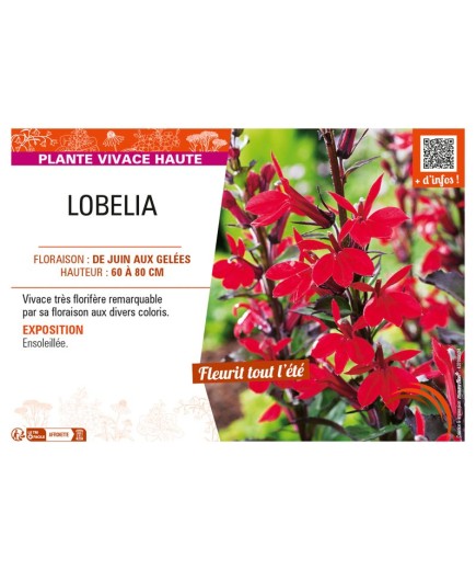 LOBELIA (SPECIOSA)
