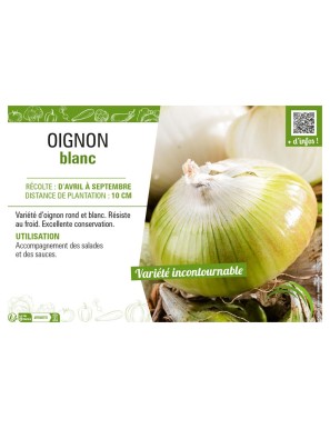 OIGNON BLANC (APLATI)