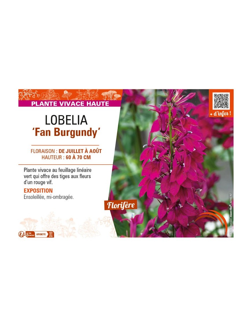 LOBELIA (speciosa) Fan Burgundy