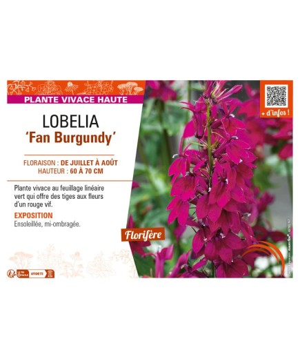 LOBELIA (speciosa) Fan Burgundy