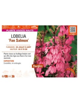 LOBELIA (speciosa) Fan Salmon