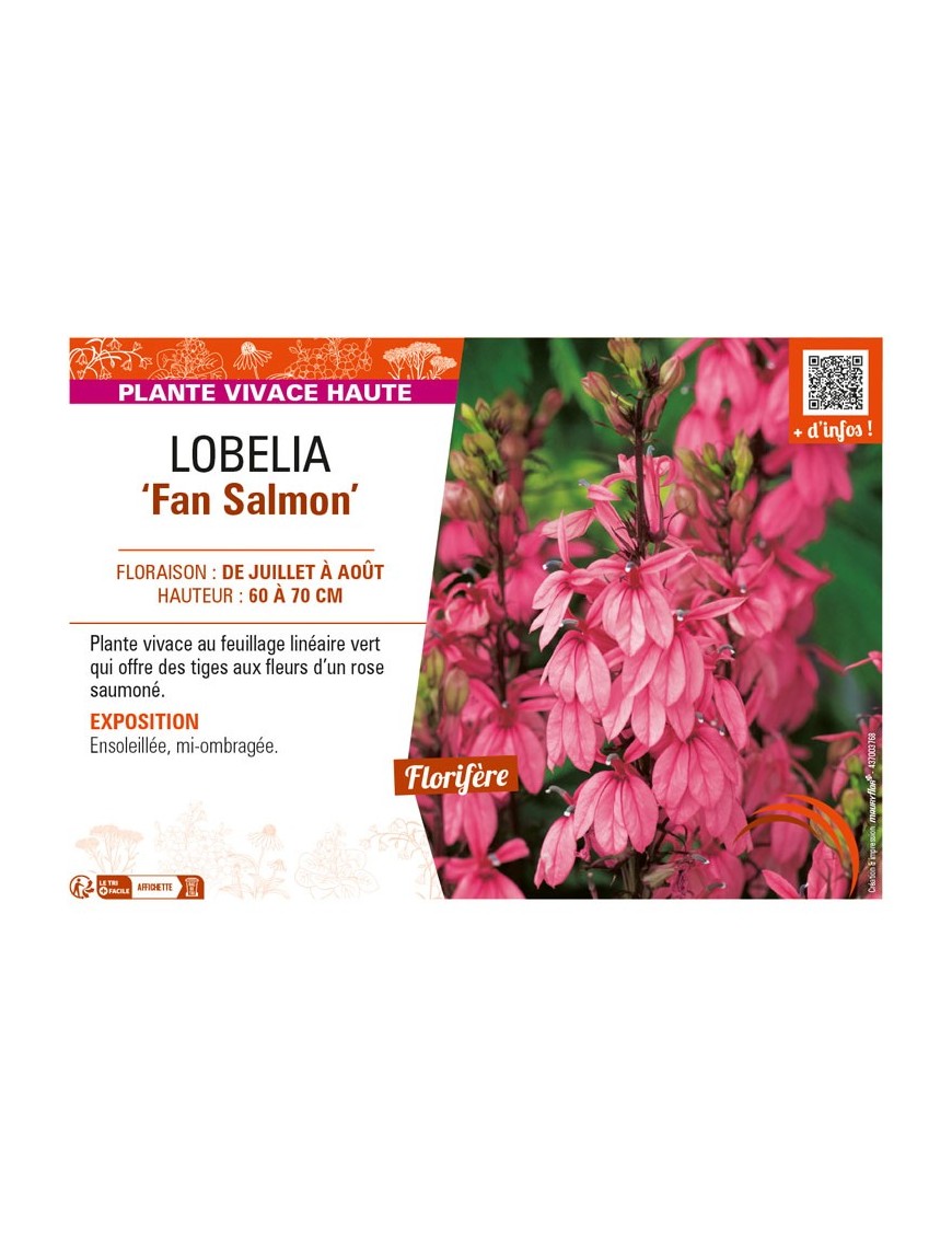 LOBELIA (speciosa) Fan Salmon