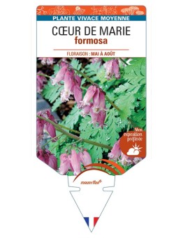 DICENTRA FORMOSA voir Cœur de Marie Rose