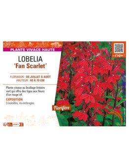 LOBELIA (speciosa) Fan Scarlet