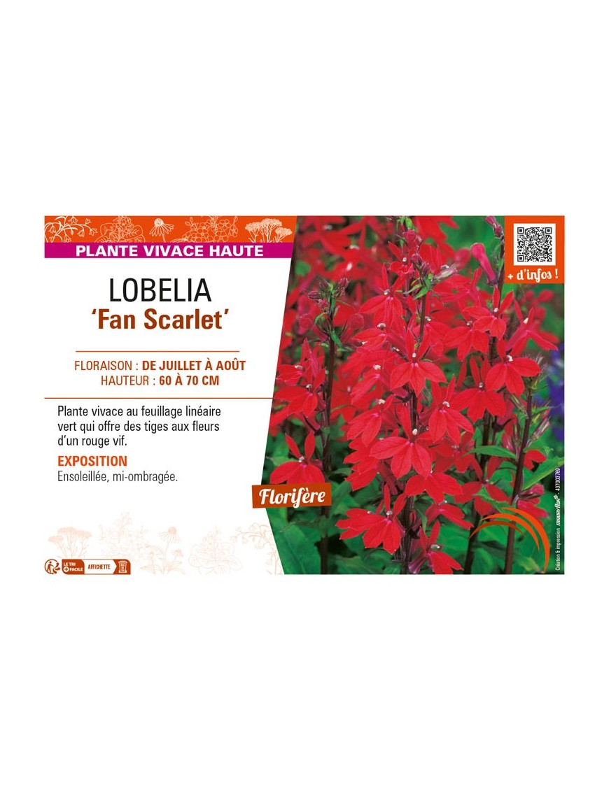 LOBELIA (speciosa) Fan Scarlet