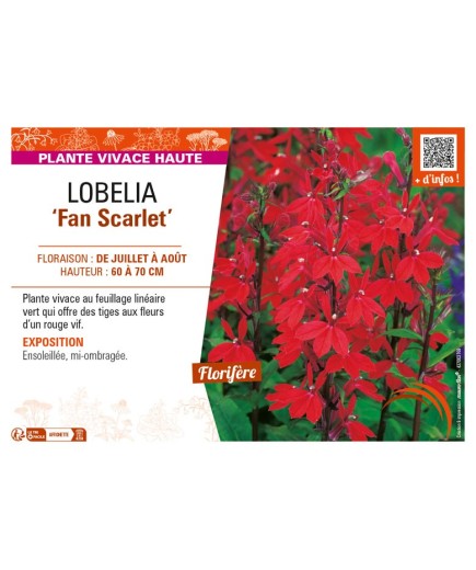 LOBELIA (speciosa) Fan Scarlet